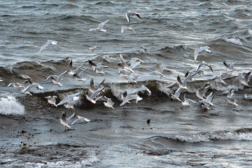 Oiseaux marins sur la côte bretonne - France