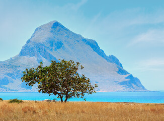 Alone tree in front of azure Tyrrhenian sea picturesque bay, Monte Cofano mount and Santa...