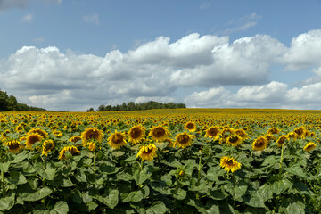 Fototapeta na wymiar agricultural field with sunflowers in the summer