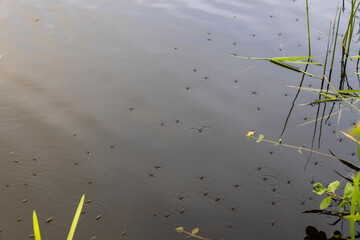 water with waves in the river in summer with green grass