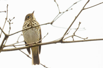 Hermit Thrush