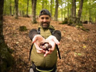 unfocused man picking chestnuts focused in the forest shows them to the camera smiling - 684855413
