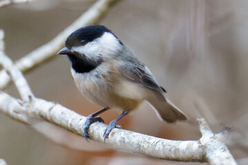 Birds of the Appalachians