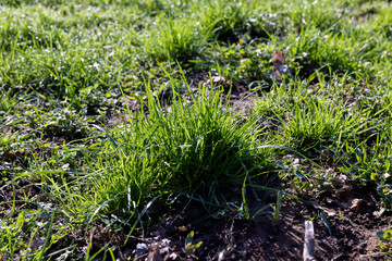 green grass in the spring season in the park