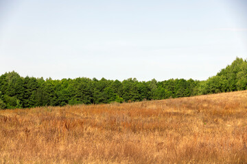 Obraz premium drying yellow grass illuminated by sunlight