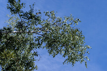 High birch tree in summer