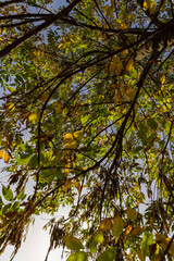 ash foliage changing color from green to yellow-orange