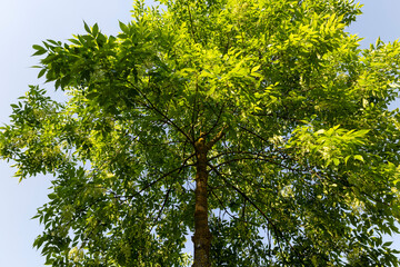 beautiful foliage ash tree with green foliage