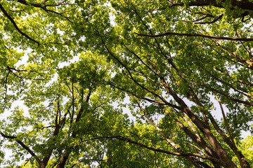 Fototapeta premium an oak tree with green foliage in the spring season