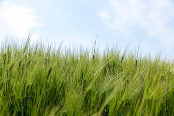 agricultural field with green cereals in summer