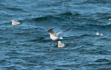 Mouettes et goëlands en vol au-dessus des vagues en Bretagne-France