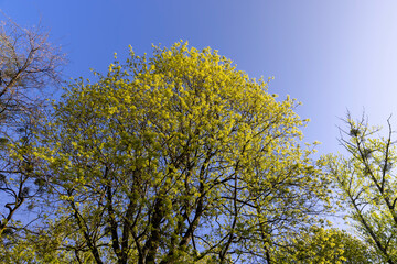 Obraz premium green foliage on a maple tree in spring bloom