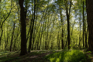 young foliage on deciduous trees in the forest in the spring season