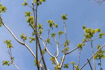 a flowering walnut tree in the spring season, a spring park
