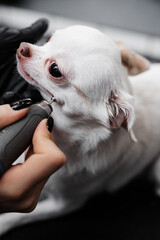 Brushing the teeth of a chihuahua in a grooming salon.