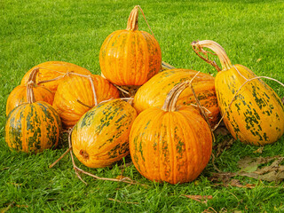 Many pumpkins lie on the grass. Ripe pumpkins on the lawn. Harvest, season.