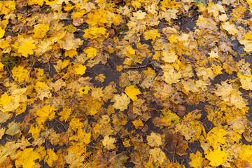 multicolored yellowing maple foliage during leaf fall