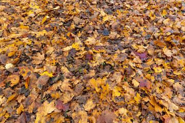 maple in autumn in cloudy weather