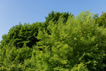 deciduous trees with green foliage in windy weather in the park