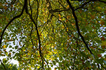 sycamore tree in the autumn season with foliage changing color