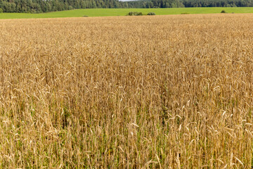 a field with cereals in sunny summer weather