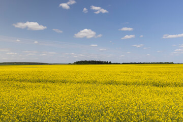 Obraz premium a field in spring during the flowering of rapeseed