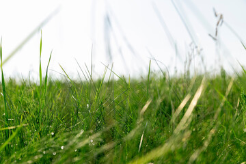 green grass illuminated by sunlight