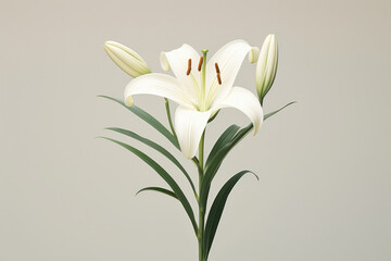 Fototapeta premium Background blossom nature floral plant flower summer petal green spring flora lily white beauty