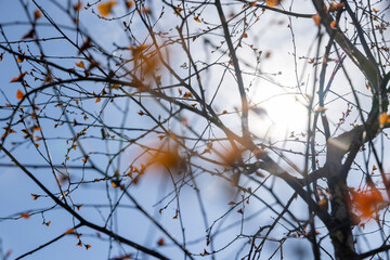 spring park with birch trees with the first red foliage