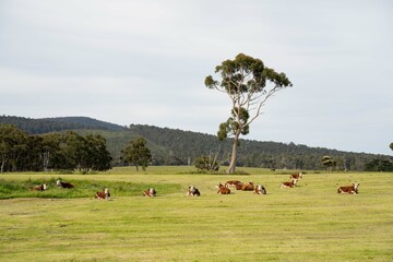Cows and Cattle grazing in Australia, herd of livestock on a farm.