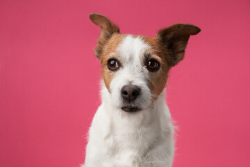 Inquisitive dog, pink studio charm. A Jack Russell Terrier with a perceptive stare poses against a vibrant pink background
