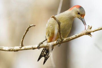 Woodpecker enjoying breakfast