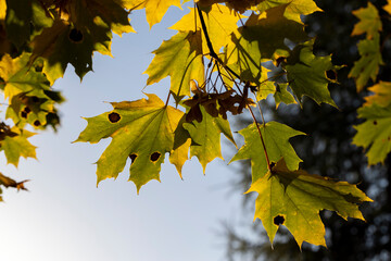 Yellowing maple foliage in the autumn season