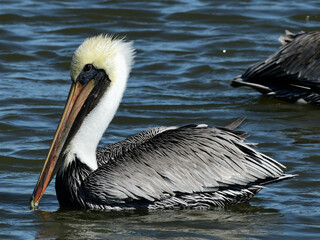 Brown Pelican