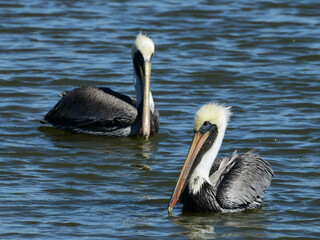 Brown Pelican