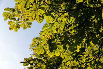 Deciduous trees with green foliage in summer