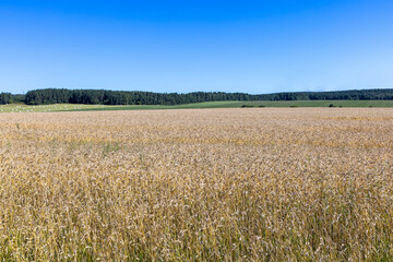 A field with cereals in the summer