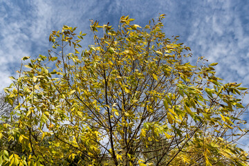 yellowing foliage on ash trees in autumn weather
