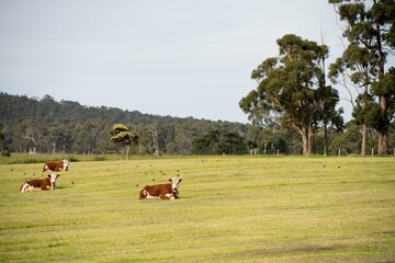 Naklejka na ściany i meble Cows and Cattle grazing in Australia, herd of livestock on a farm.