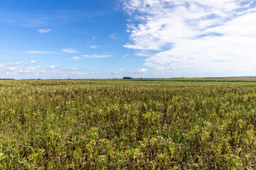 a field with bean plants food production