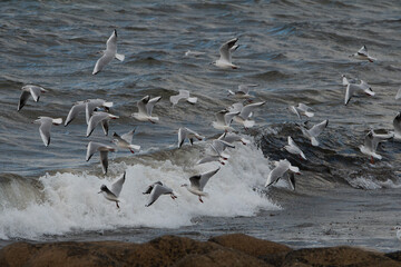 Mouettes et goëlands en vol au-dessus des vagues en Bretagne-France