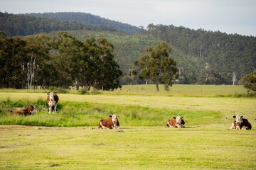 Cows and Cattle grazing in Australia, herd of livestock on a farm.
