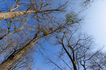 leafless deciduous trees in the spring season