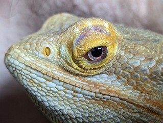 Fototapeta premium bearded dragon lizard