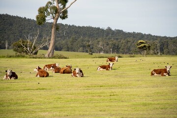 Hereford cows in a field on a regenerative agriculture farm in summer