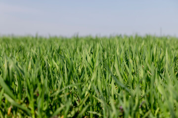 a new wheat crop in the spring season, new sprouts