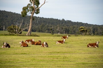 Cows and Cattle grazing in Australia, herd of livestock on a farm.