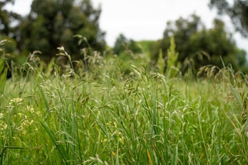 pasture growing in a field on a farm in spring