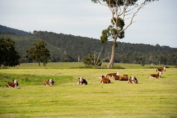 Hereford cows in a field on a regenerative agriculture farm.