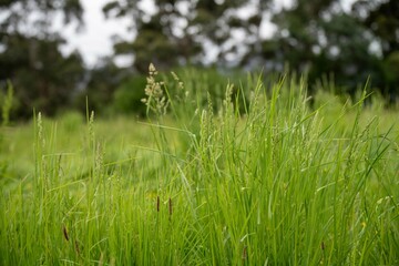 pasture growing in a field on a farm in spring